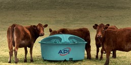 Four brown cows stand around a light blue feeding trough branded with the 